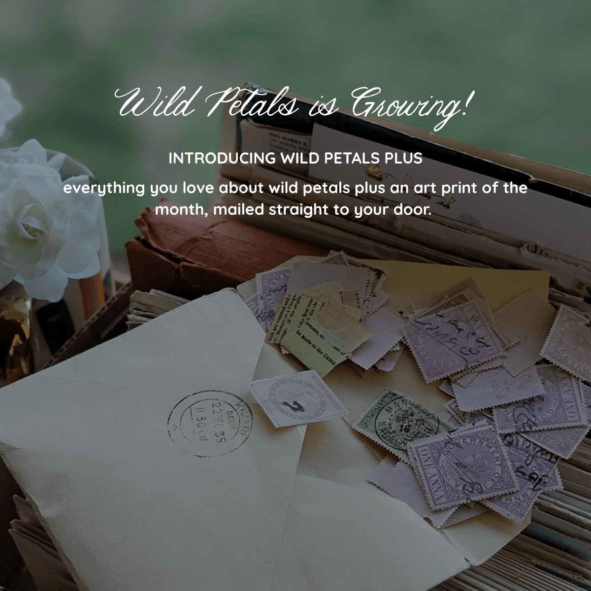 Promotional graphic for Wild Petals Plus featuring a styled arrangement of vintage-style postmarks, envelopes, and old paper items on a wooden surface, with overlaid text reading 'Wild Petals is Growing!' and 'Introducing Wild Petals Plus everything you love about wild petals plus an art print of the month, mailed straight to your door.'.
